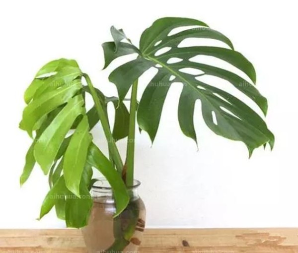 龟背竹