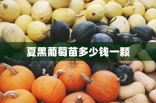 夏黑葡萄苗多少钱一颗