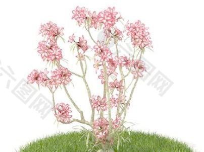 精品花园植物44
