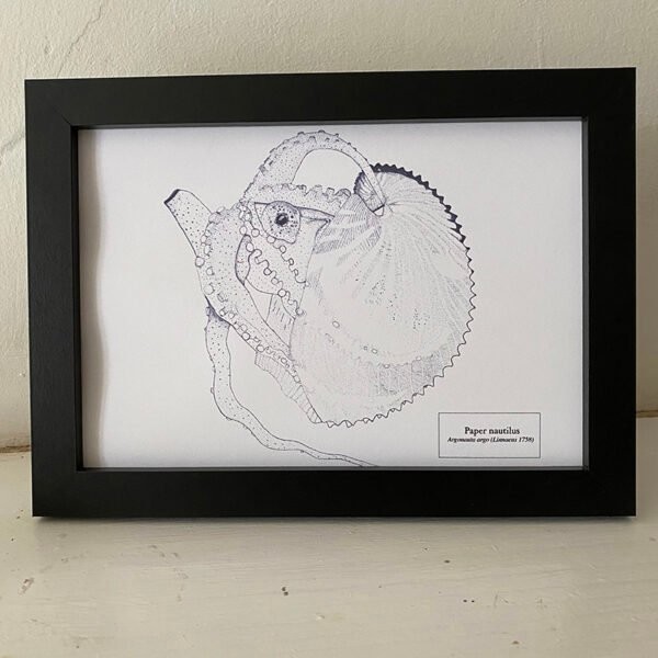 Paper Nautilus Fine Art Print - Image 2