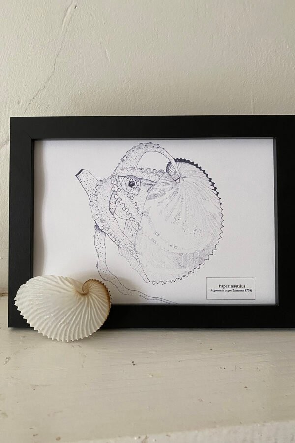 Paper Nautilus Fine Art Print - Image 3