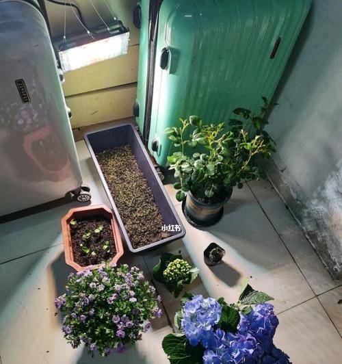 宿舍好养的花有哪些？（为宿舍生活增添绿色气息的5种植物）