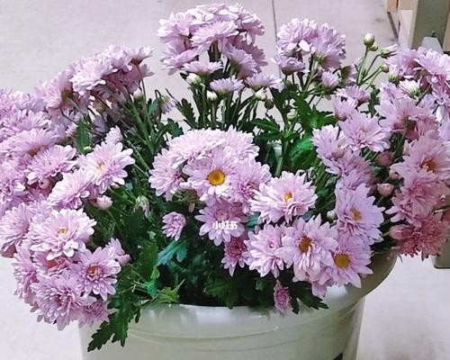 宿舍好养的花有哪些？（为宿舍生活增添绿色气息的5种植物）