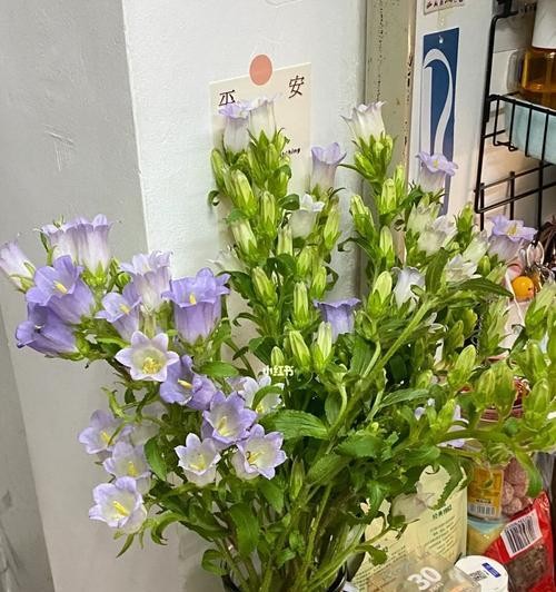 宿舍好养的花有哪些？（为宿舍生活增添绿色气息的5种植物）