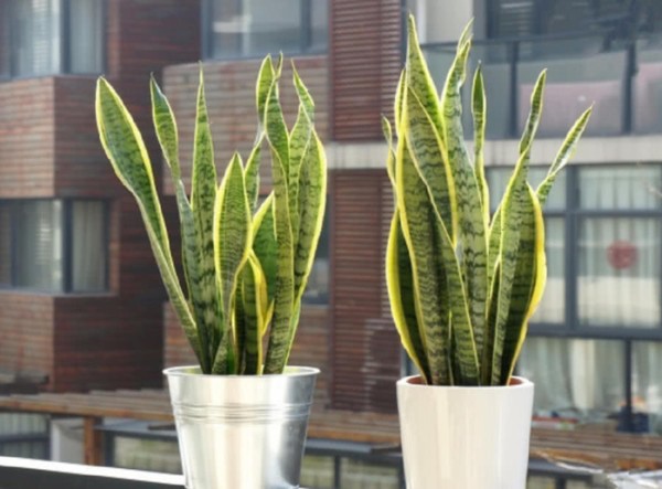聪明人家里不养花，养这三种绿植好处多多，家居生活更舒适