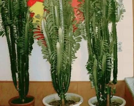 聪明人家里不养花，养这三种绿植好处多多，家居生活更舒适