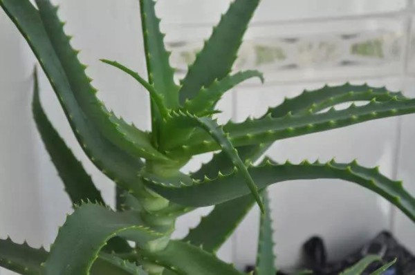 聪明人家里不养花，养这三种绿植好处多多，家居生活更舒适