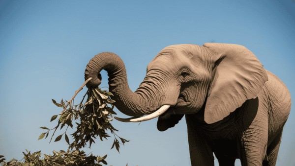 to know Factors Affecting Elephant Longevity.