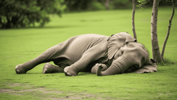know about the Challenges to Elephant Survival