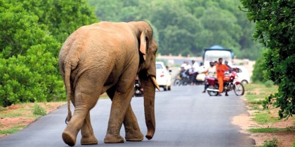elephant lifespan is reduced in the wild due to human interactions
