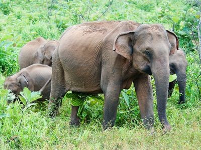 Asian elephant (Elephas maximus)