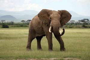 The largest living land mammal on Earth