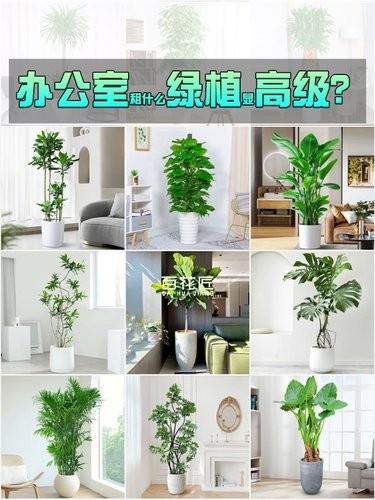 [色]这些绿植值得拥有！
