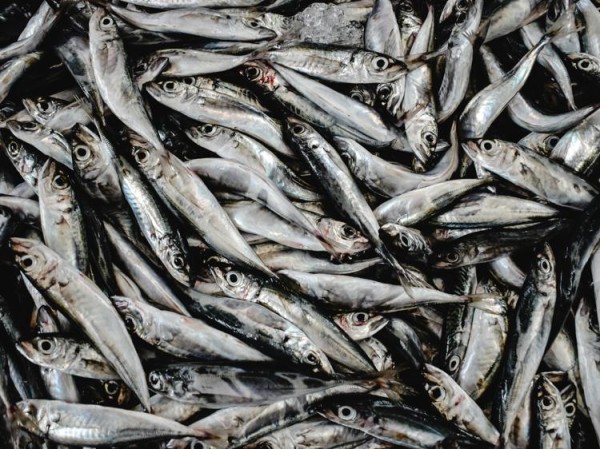 肝硬化患者科学提升白蛋白：饮食与生活方式指南