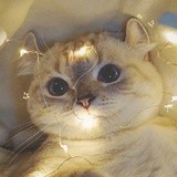 过期的刺猬