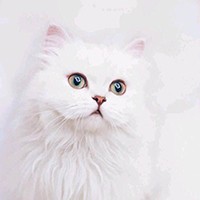猪头你妹