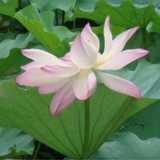 鱼
