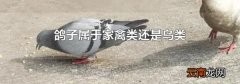 鸽子属于家禽类还是鸟类