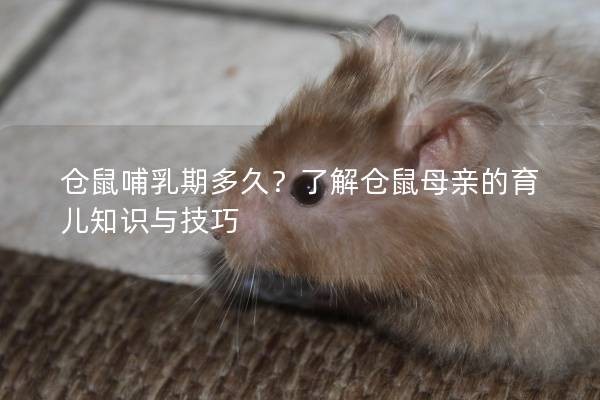 仓鼠哺乳期多久？了解仓鼠母亲的育儿知识与技巧