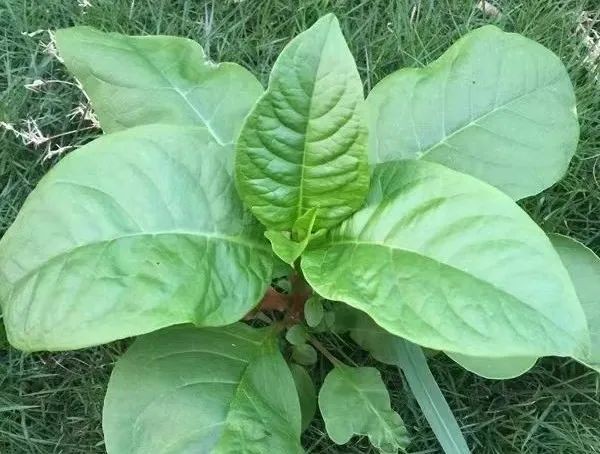 28岁准新郎食物中毒离世…紧急提醒