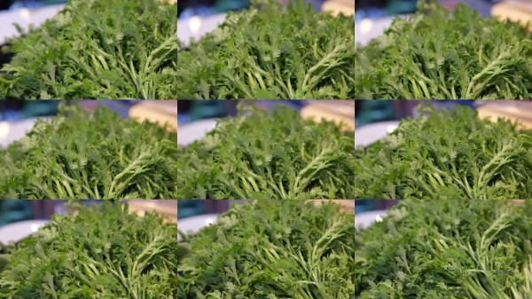 在有机花园中采摘新鲜的绿色草药。可持续农业，自种蔬菜，环保生活方式和健康食品理念。