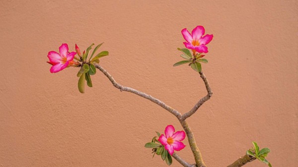 cómo hacer un ramo de flores paso a paso