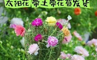 以太阳花为主题的花卉配搭与创意（以太阳花为主角，打造独特的花束与装饰）