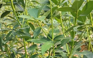 以怎么架接种植大菊花（详细指南及技巧）
