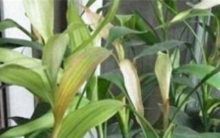 百合发黄的原因及处理方法（了解百合发黄的原因，给你的花朵重新焕发生机）