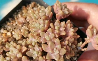 掌握养殖秋丽多肉的关键技巧（打造精美多肉花园，让秋丽多肉欢快成长）