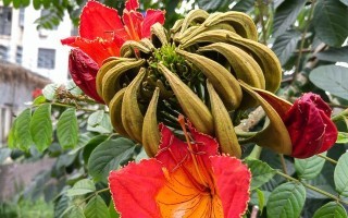 《探索螃蟹爪花的层次奇观》（层次分明，色彩斑斓的螃蟹爪花之美）