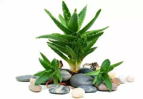 天热异味重！8种植物迅速清除卫生间异味！