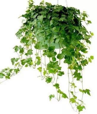 天热异味重！8种植物迅速清除卫生间异味！