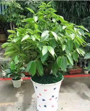 天热异味重！8种植物迅速清除卫生间异味！