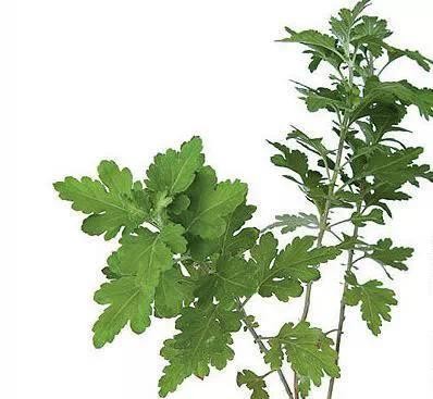 天热异味重！8种植物迅速清除卫生间异味！