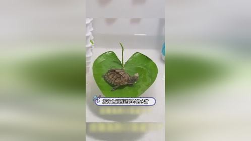 小乌龟的可爱与灵性，带你开启养龟新体验！