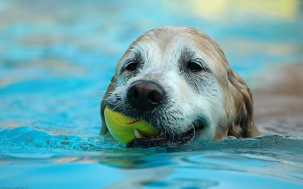 calor animales