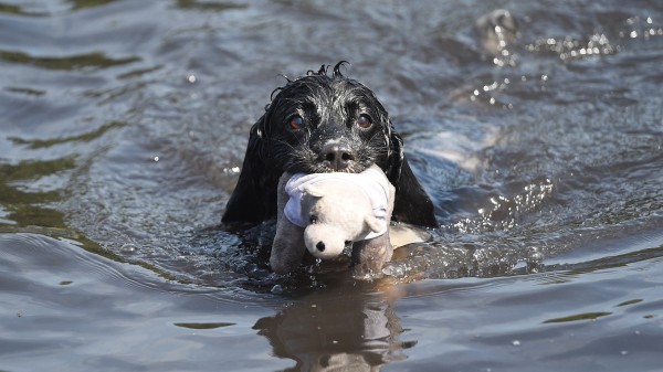 Animales y calor