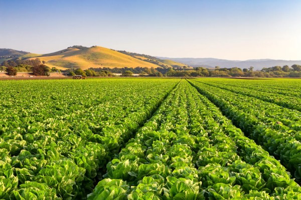 Healthy Lettuce Field. Agriculture, crops, sustainability.