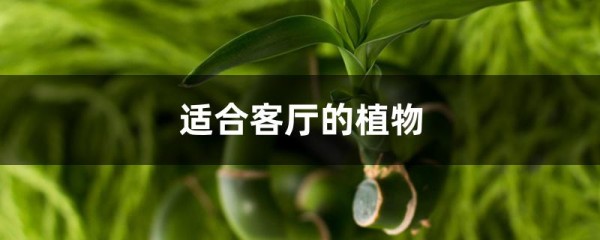 适合客厅的植物