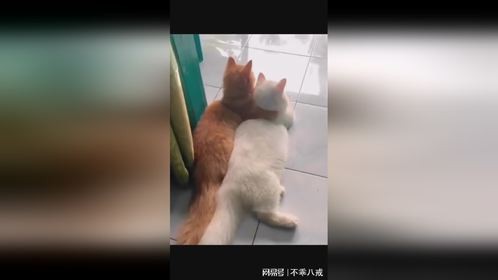 猫咪的幸福如此简单！