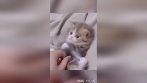 可爱的猫咪，当然要分享给最可爱的人来看！