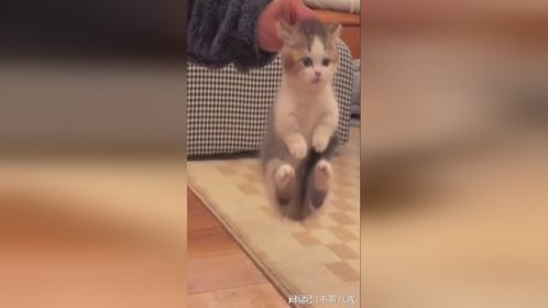 紧急撤回了一只小猫咪！