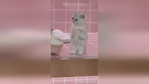 猫妈妈：“听说小奶猫可以去小卖部换火腿肠。”