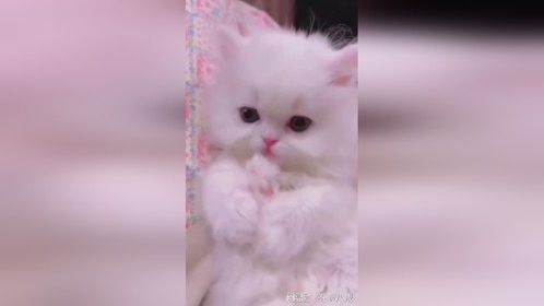 啊啊啊，它到底知不知道自己超可爱！