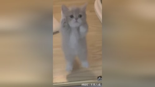 胖乎乎的小猫咪，好想rua几下！