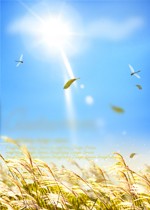绿色生活DIY 苔藓微景观