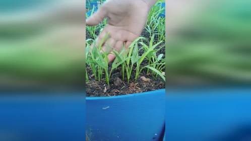 教你盆栽空心菜，简简单单