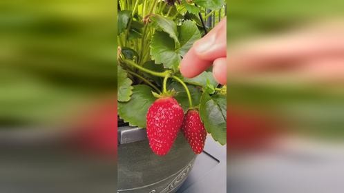 采摘院子里种植的草莓