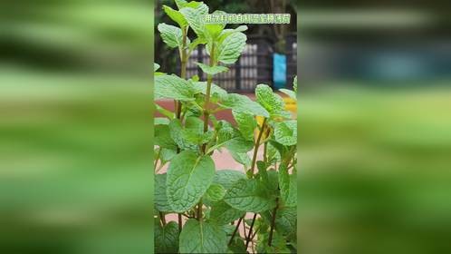 用饮料瓶自制温室种薄荷